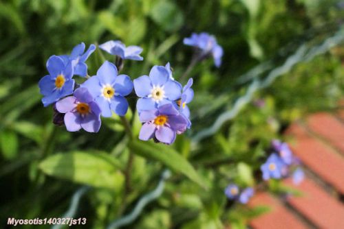 Myosotis des champs   (Borraginacée)