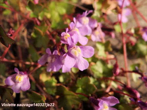 Petite violette   (Violacée)