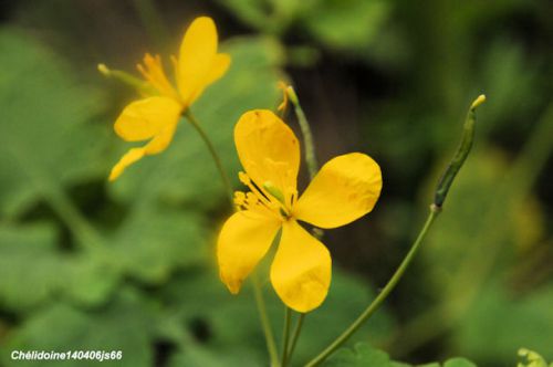 Chélidoine   Chelidonium majus