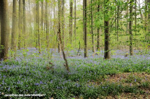 Jacinthes des bois     Hyacinthoides non scripta