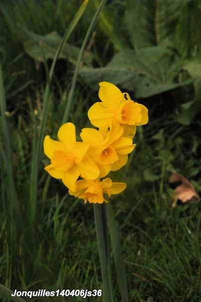 Jonquilles   Narcissus pseudonarcssus