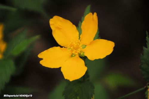 Millepertuis    Hypericum sp