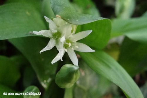 Ail des Ours     Alllium ursinum