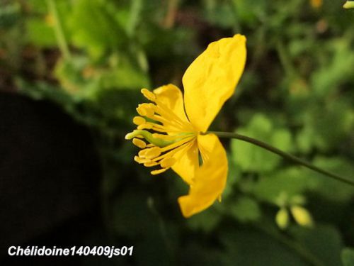 Chélidoine     Chelidonium majus