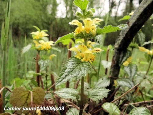 Lamier jaune     Lamiastrum galeobdolum