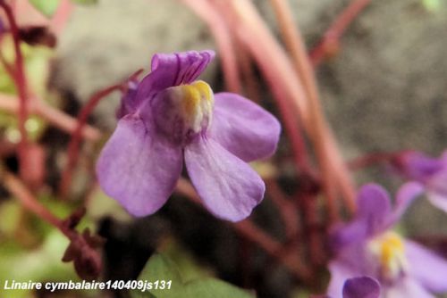 Linaire cymbalaire     Cymbalaria muralis