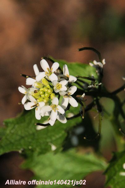 Alliaire officinale