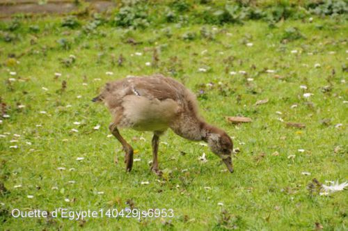 Ouette d'Egypte   (Alopochen aegyptiacus)