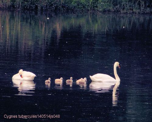 Cygnes tuberculés   (Cygnus olor)