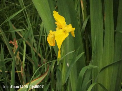 Iris d'eau   (Iridacée)