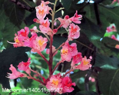 Marronier rose    (Hippocastanacée)