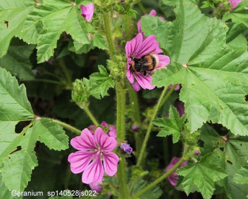 Géranium sp