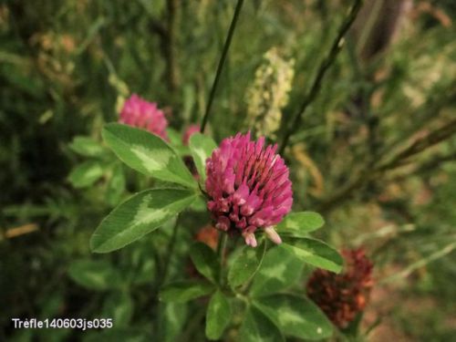 Trèfle des prés    Trifolium pratense