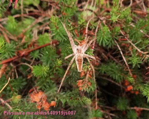 Araignée Pissaura mirabilis