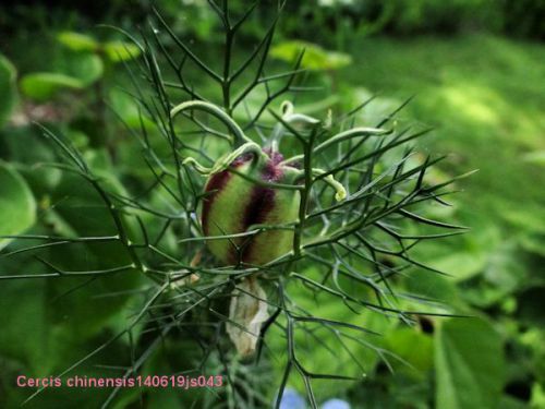 Cercis chinensis