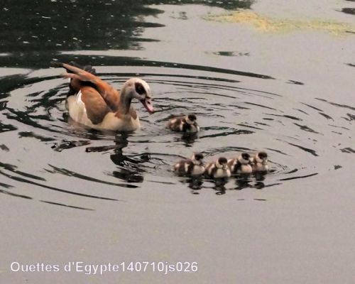 Ouettes d'Egypte    Alopochen Aegyptiacus