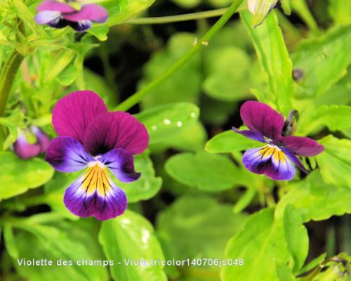 Violette     Viola tricolor