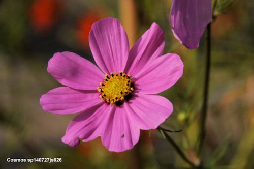 Cosmos  (Astéracée)