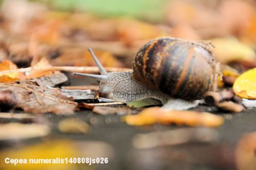 Escargot (Cepea numeralis)