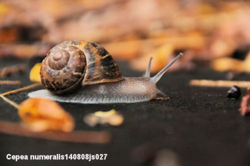 Escargot (Cepea numeralis)