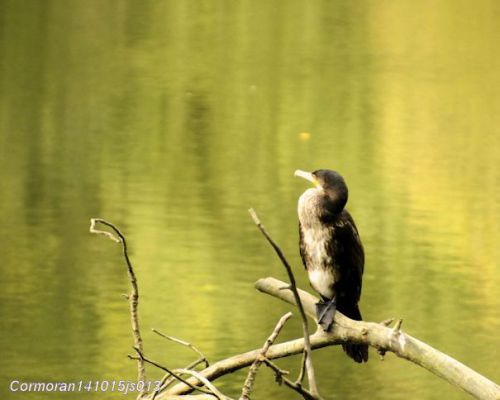 Grand cormoran   Phalocrocorax carbo