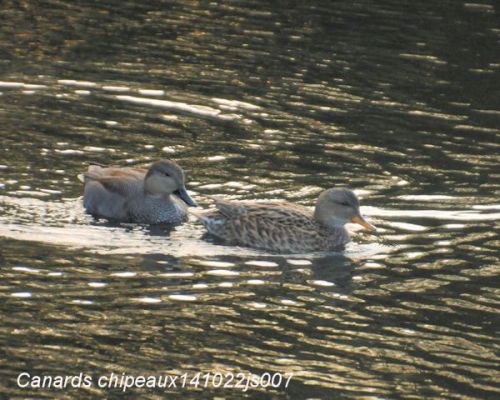 Canards chipeaux    Anas strepera