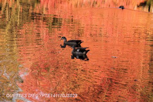 Ouettes d'Egypte    (Alopochen Aegyptiacus)