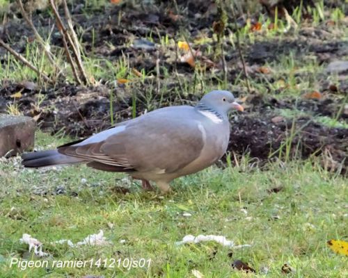 Pigeoin ramier     (Columba palumbus