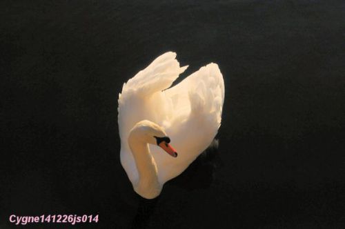 Cygne tuberculé  (Cygnus olor)