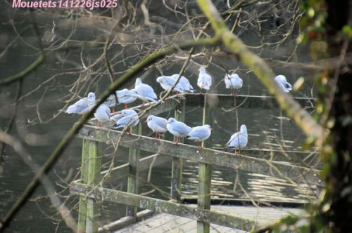 Mouettes rieuses     Chroicocephalus ridibundus