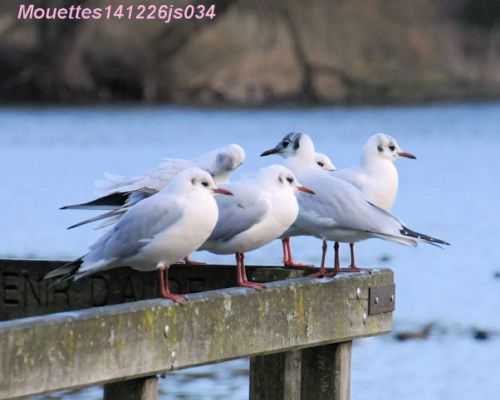 Mouettes rieuses     Chroicocephalus ridibundus