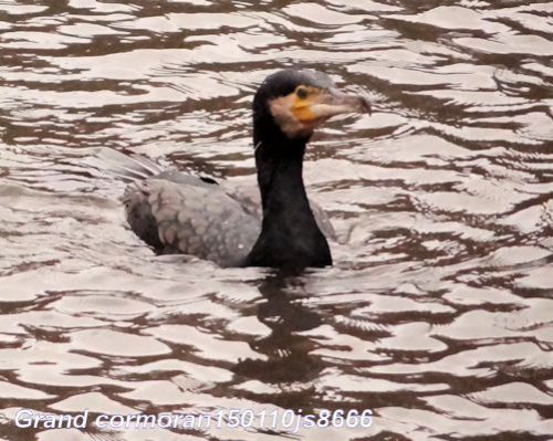 Grand cormoran    Phalocrocorax carbo