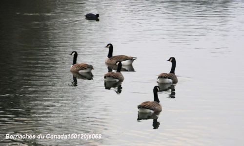 Bernaches du Canada    Branta Canadensis