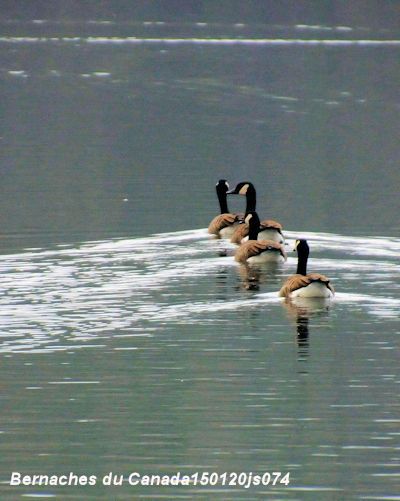 Bernaches du Canada    Branta Canadensis