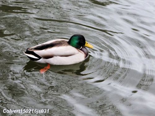 Canard colvert   (Anas platyrhynchos)