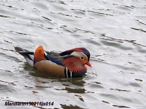 Canard mandarin   (Aix galericulata)