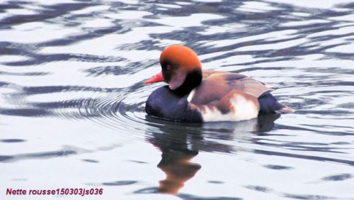 Nette rousse  -   netta rufina