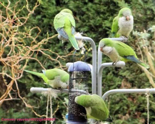 Conure veuve   (Myiopsitta monachus)