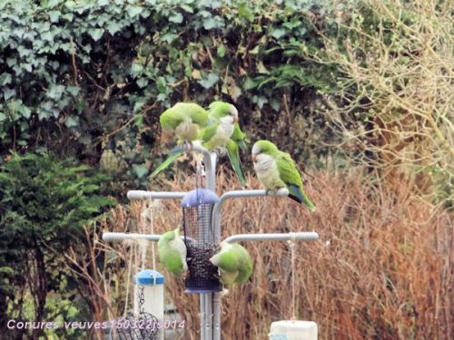 Conure veuve   (Myiopsitta monachus)