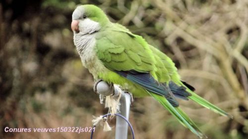 Conure veuve   (Myiopsitta monachus)