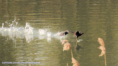 Défense du territoire  (Gallinules poules d'eau)