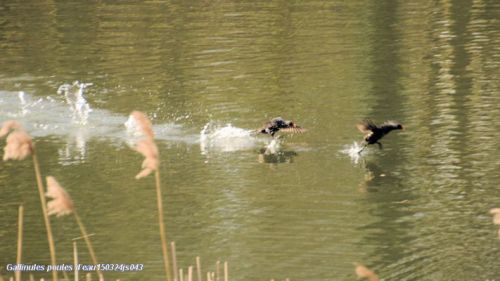 Défense du territoire  (Gallinules poules d'eau)