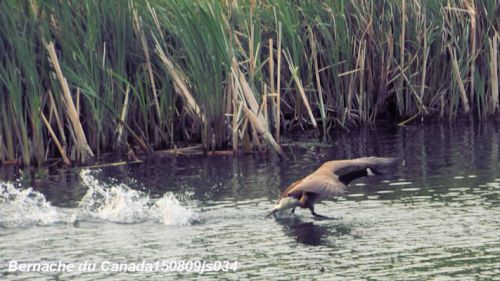 Cygnes contre Bernaches