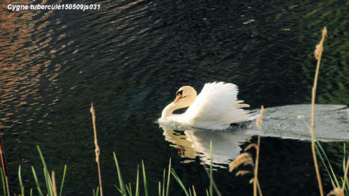 Cygne tuberculé en chasse