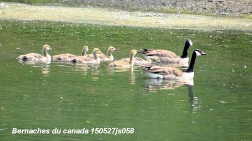 Bernache du Canada   Branta canadensis