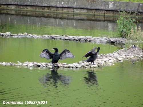 Cormorans