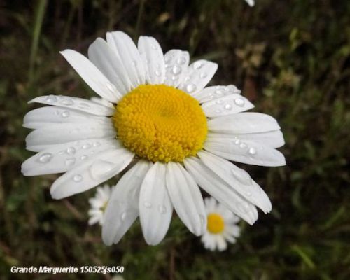 Grande marguerite