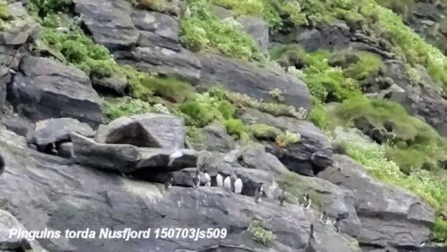 Gjesvaer  : Pingouin Torda   Alca torda