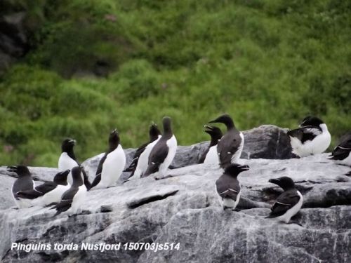 Gjesvaer : Pingouin Torda   Alca torda
