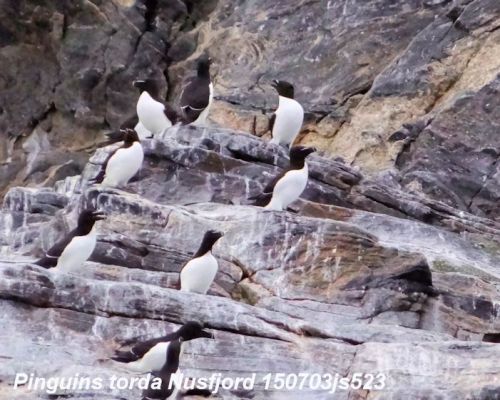 Gjesvaer : Pingouin Torda   Alca torda